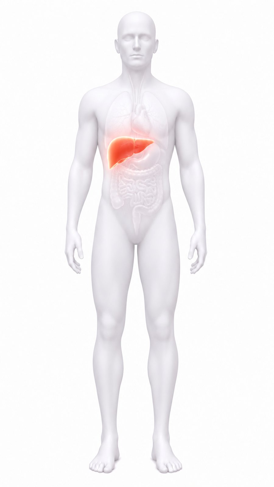 Vista del cuerpo humano con el hígado iluminado.
